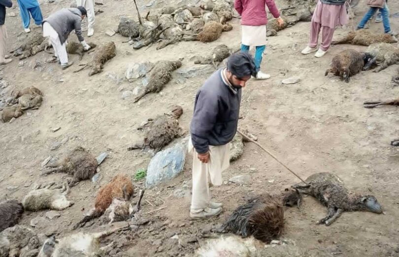 Over 65 Livestock Killed in Gilgit-Baltistan, Locals Alarmed