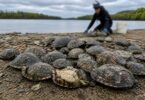 Is this chilling discovery of dead turtles a warning bell for the future?